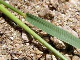 Attēlu rezultāti vaicājumam “Hordeum jubatum”