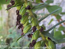 Attēlu rezultāti vaicājumam “Epipactis helleborine fruit”