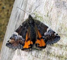 Attēlu rezultāti vaicājumam “Archiearis parthenias”