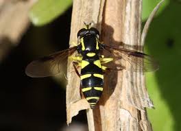 Attēlu rezultāti vaicājumam “Xanthogramma sp. male”