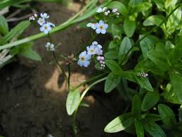 Attēlu rezultāti vaicājumam “Myosotis laxa subsp. baltica leaf”