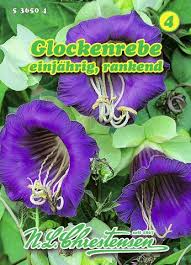 Image result for Glockenrebe