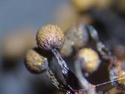 Attēlu rezultāti vaicājumam “Cribraria macrocarpa”