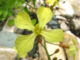 Attēlu rezultāti vaicājumam “Raphanus sativus flower”