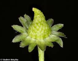 Attēlu rezultāti vaicājumam “Bellis perennis bud”