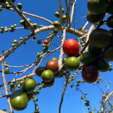 Attēlu rezultāti vaicājumam “Cirsium acaule fruit”