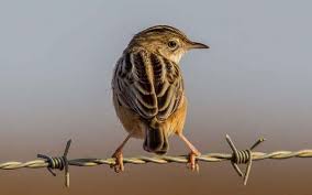 Image result for Cisticola juncidis