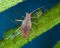 Attēlu rezultāti vaicājumam “Acyrthosiphon”