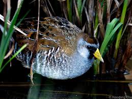 Image result for Porzana carolina