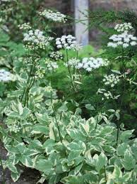 Attēlu rezultāti vaicājumam “Aegopodium podagraria flower”