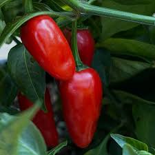 Afbeeldingsresultaat voor biker billy jalapeno hot pepper