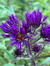 Image result for Aster novae-angliae