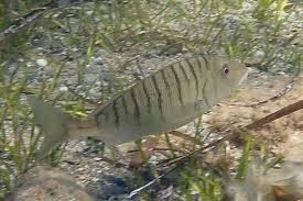 Image result for Lithognathus mormyrus