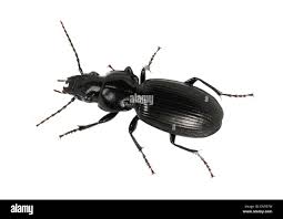 Attēlu rezultāti vaicājumam “Pterostichus sp.”