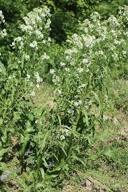 Attēlu rezultāti vaicājumam “Armoracia rusticana bud”