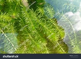 Attēlu rezultāti vaicājumam “Hydrilla verticillata”