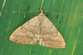 Attēlu rezultāti vaicājumam “Zanclognatha tarsipennalis”