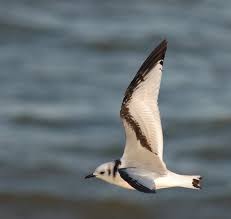 Attēlu rezultāti vaicājumam “Rissa tridactyla”