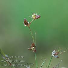 Attēlu rezultāti vaicājumam “Juncus bulbosus”