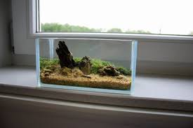 Attēlu rezultāti vaicājumam “Elatine hydropiper”