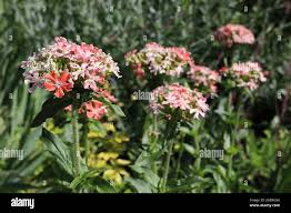 Image result for Lychnis chalcedonica `Dusky Salmon`