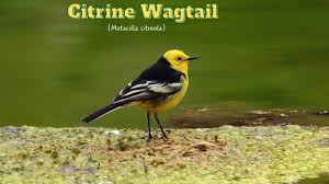 Attēlu rezultāti vaicājumam “Motacilla citreola male”