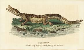 Image result for Crocodylus acutus