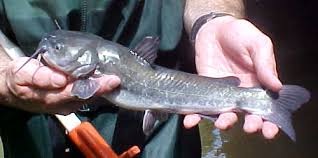 Image result for Ameiurus catus