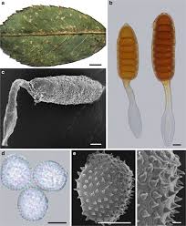 Attēlu rezultāti vaicājumam “Phragmidium sp.”