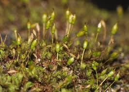 Attēlu rezultāti vaicājumam “Zygodon rupestris”