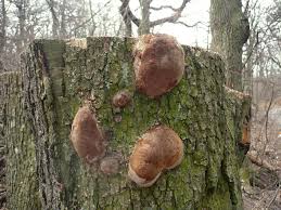 Attēlu rezultāti vaicājumam “Phellinus robustus”