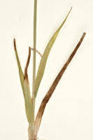 Attēlu rezultāti vaicājumam “Carex caryophyllea fruit”