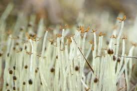 Attēlu rezultāti vaicājumam “Blasia pusilla”