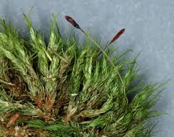 Attēlu rezultāti vaicājumam “Dicranum viride”