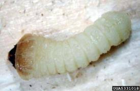 Attēlu rezultāti vaicājumam “Tetropium fuscum”