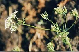 Image result for Anthriscus cerefolium