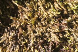 Attēlu rezultāti vaicājumam “Sciuro-hypnum”