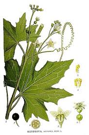 Attēlu rezultāti vaicājumam “Bryonia alba”