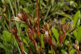 Attēlu rezultāti vaicājumam “Juncus bulbosus”