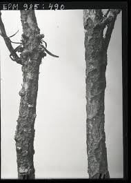 Attēlu rezultāti vaicājumam “Hylastes sp.”