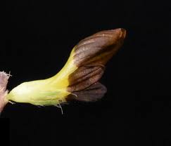 Attēlu rezultāti vaicājumam “Trifolium spadiceum flower”