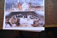 Attēlu rezultāti vaicājumam “Anthostoma decipiens”