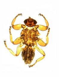 Attēlu rezultāti vaicājumam “Lipoptena cervi”