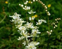 Attēlu rezultāti vaicājumam “Filipendula vulgaris fruit”