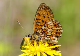 Attēlu rezultāti vaicājumam “Clossiana selene upperside”