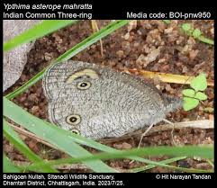 Attēlu rezultāti vaicājumam “Athelia pyriformis”