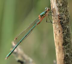 Attēlu rezultāti vaicājumam “Lestes sponsa”