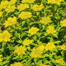 Attēlu rezultāti vaicājumam “Sedum aizoon flower”