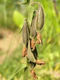 Attēlu rezultāti vaicājumam “Epipactis helleborine fruit”