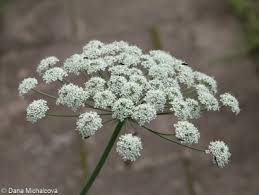 Attēlu rezultāti vaicājumam “Laserpitium latifolium bud”